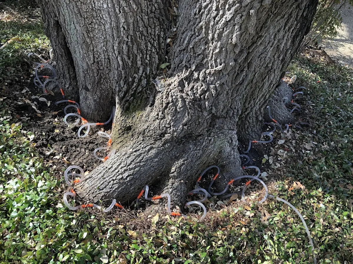 Detailed Tree Cabling and Bracing job site in Smithville